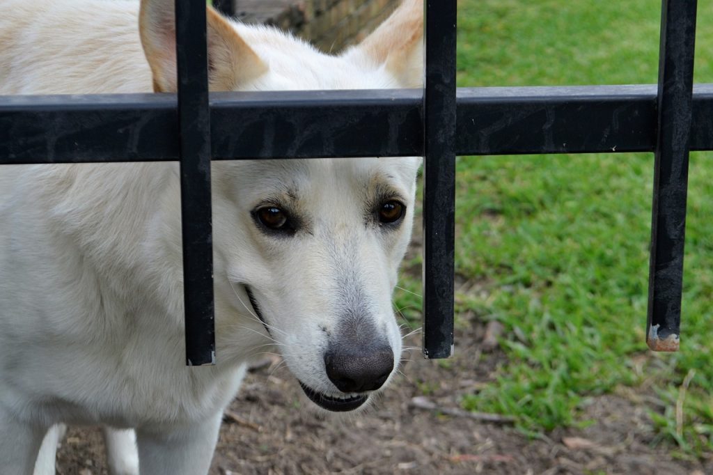 Assurance animaux de compagnie : comment choisir sa formule d'assurance ?