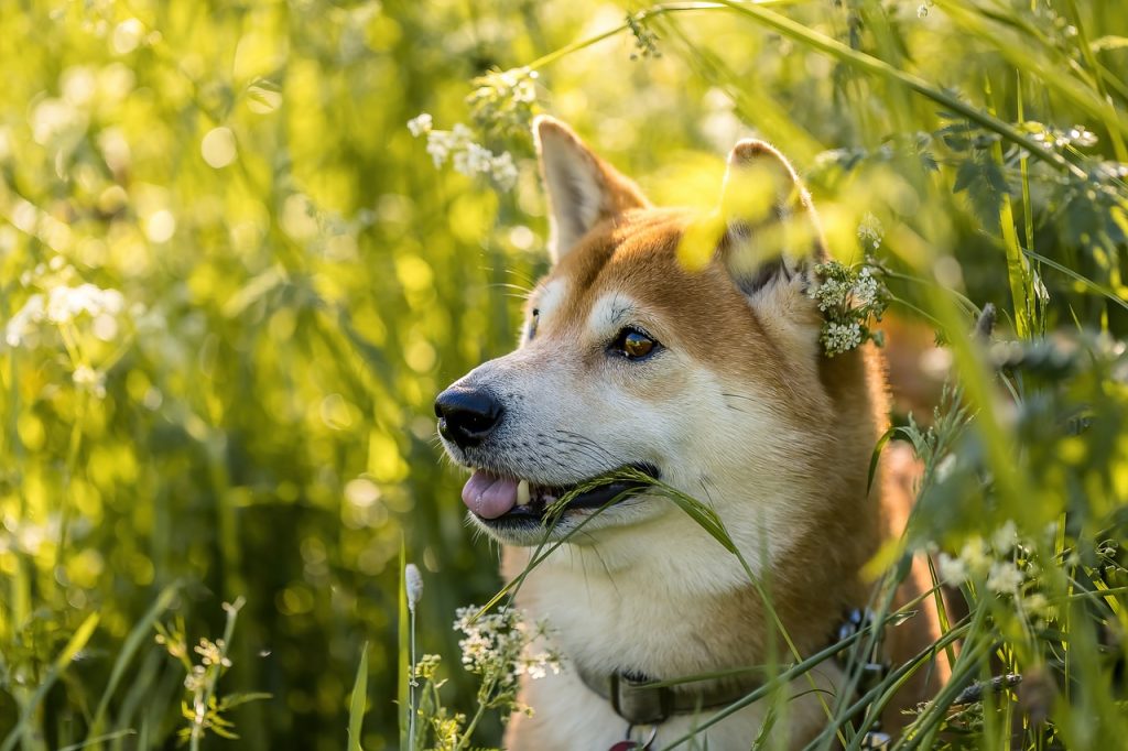 Que faut-il savoir à propos du Shiba-Inu ?