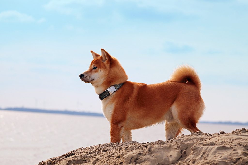 Que faut-il savoir à propos du Shiba-Inu ?