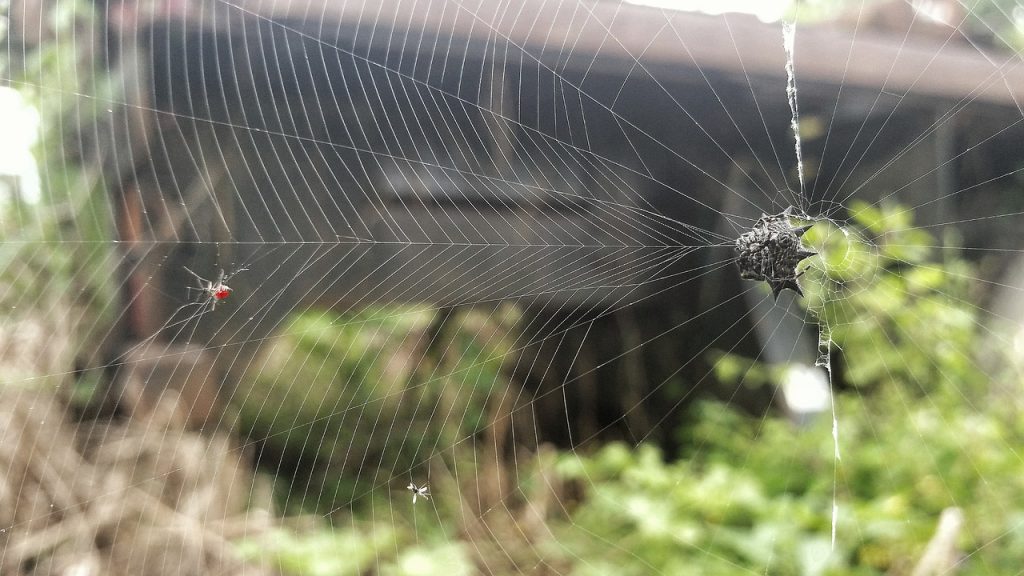 Piège anti moustique : Un piège utile ?