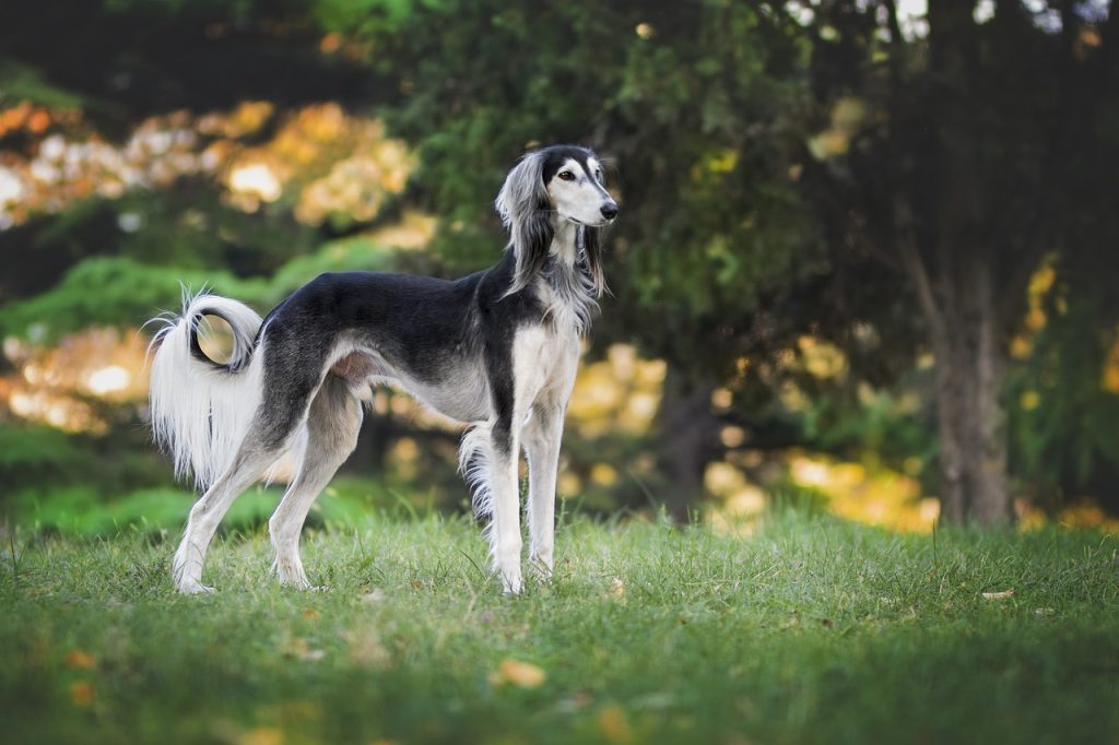 Greyhound : les jouets dont vous avez besoin