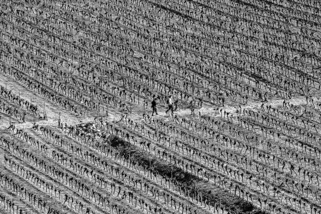 Les meilleures régions viticoles françaises : une introduction à l'œnologie française