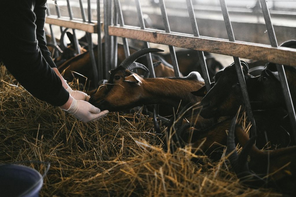 Vétérinaire rural en 2025 : missions, services et défis actuels